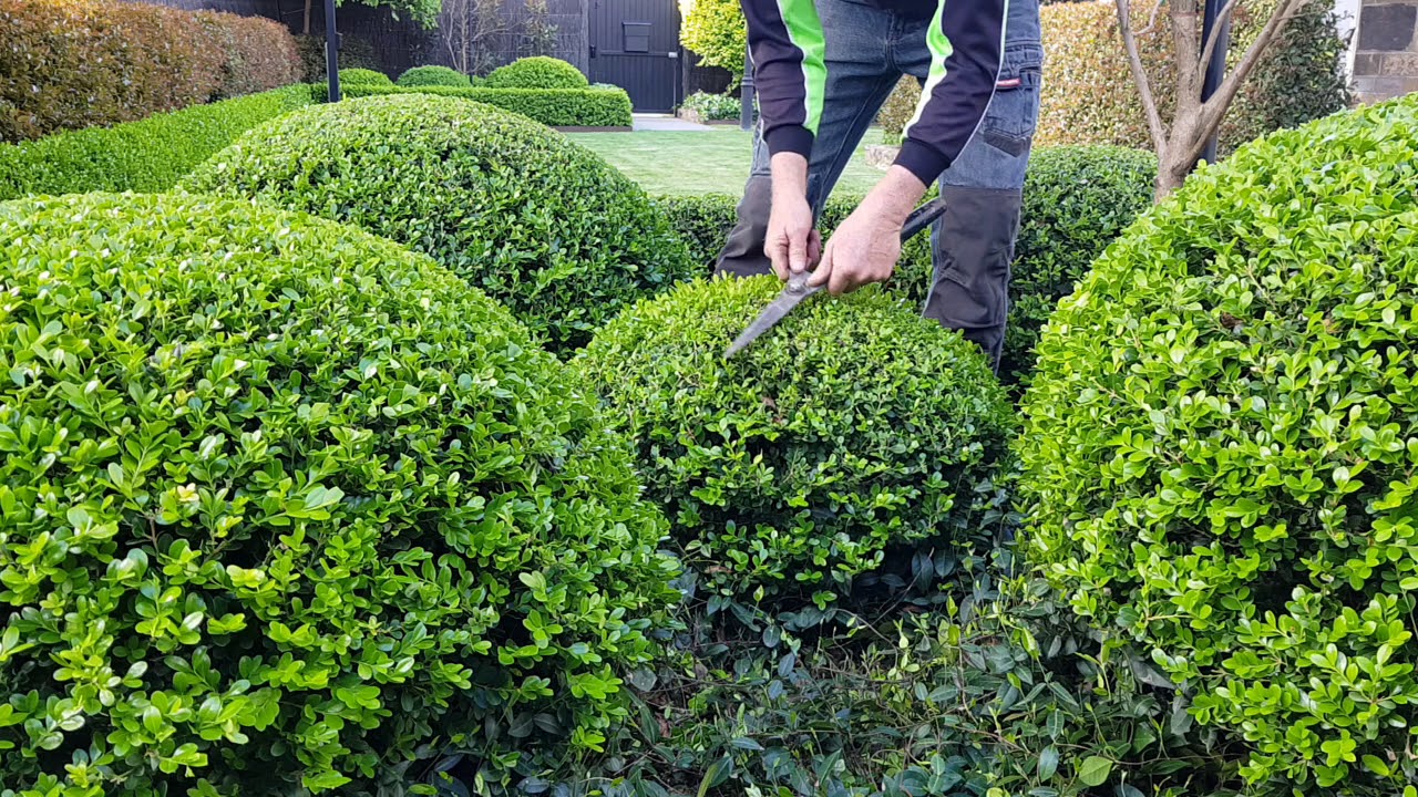 Buxus trim, boxwood, topiary, cloud, hedges, domes, balls YouTube
