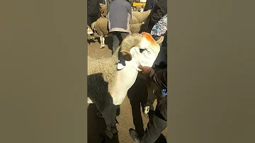 اليوم بسوق الأحد بالقصر الكبير هاذ الحولي ساوي 6500 درهم المغرب 