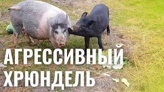 АГРЕССИВНЫЙ ХРЮНДЕЛЬ. В ПОИСКАХ ГРИБОВ И ПАРТИЗАНСКОГ ЛАГЕРЯ.