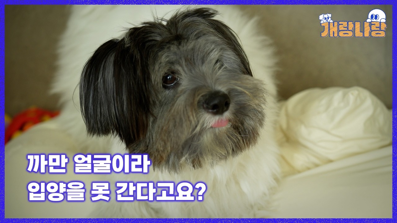 유기견만 3마리, 이번엔 얼굴만 까만 강아지를 입양했어요 | 11화. 현식이 [개랑나랑] - YouTube