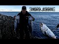 Shore jigging croatia  big false albacore 