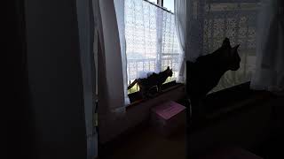 カフェカーテン変えました✨チョコちゃん