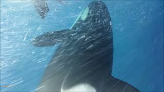 Orcas bajo el barco Marina Blue avistamientos verano 2021