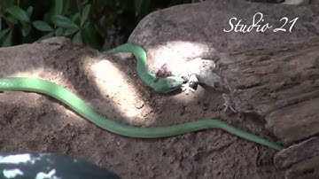 Thế Giới Động Vật - Cuộc chiến giữa rắn và tắc kè