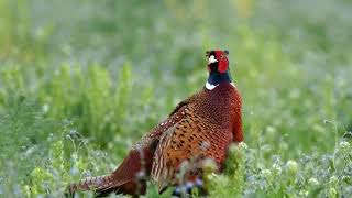 Beautiful birds videos | Pheasant-beautiful birds of world