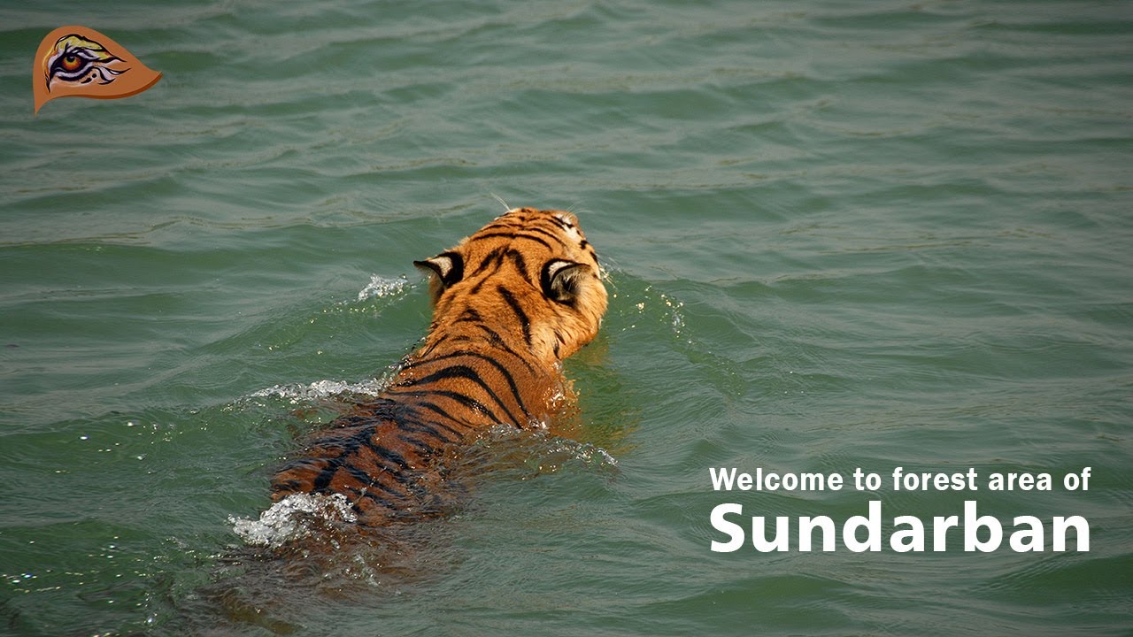 Sundarban National Park Tourism (2021) Tiger Reserve | Sundarban forest  animal Royal Bengal Tiger - YouTube