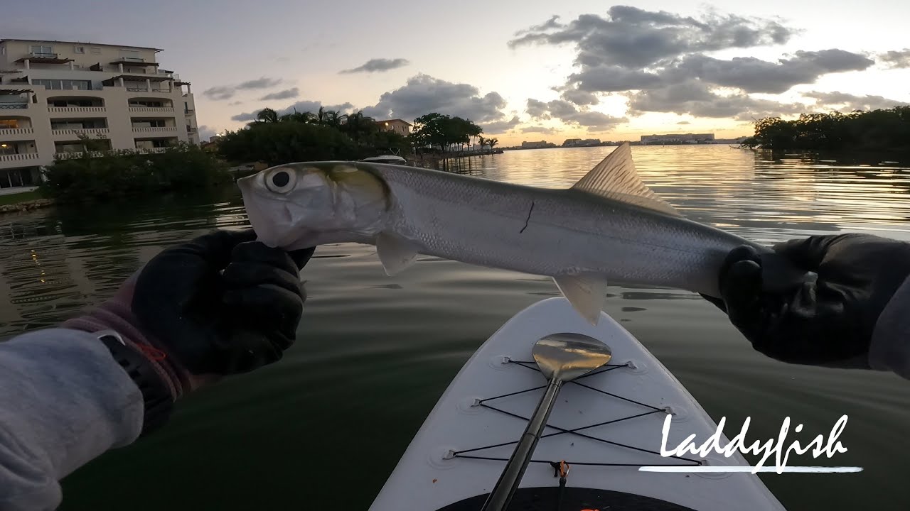 LadyFish fishing in Cancún Clavisfishing shorts YouTube