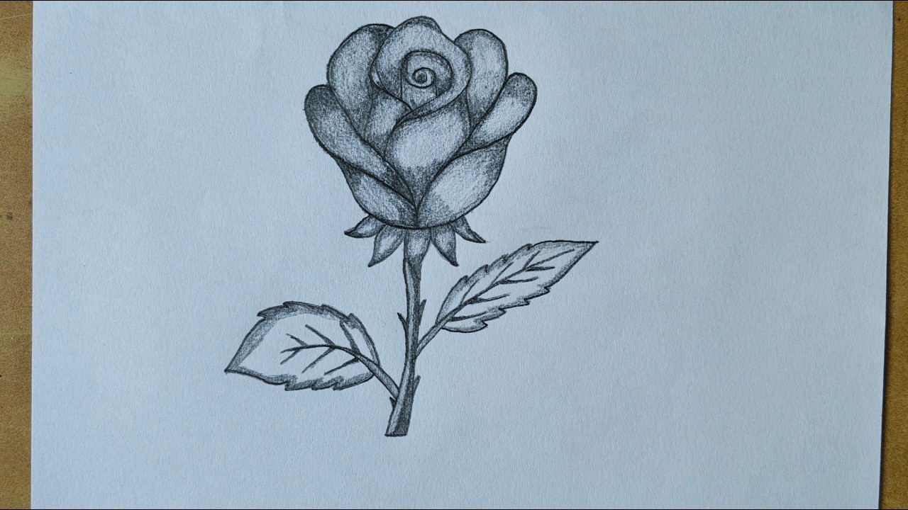 2 Small Roses Drawing How to Draw a Beautiful Rose with Pencil / Easy Rose Drawing for ...