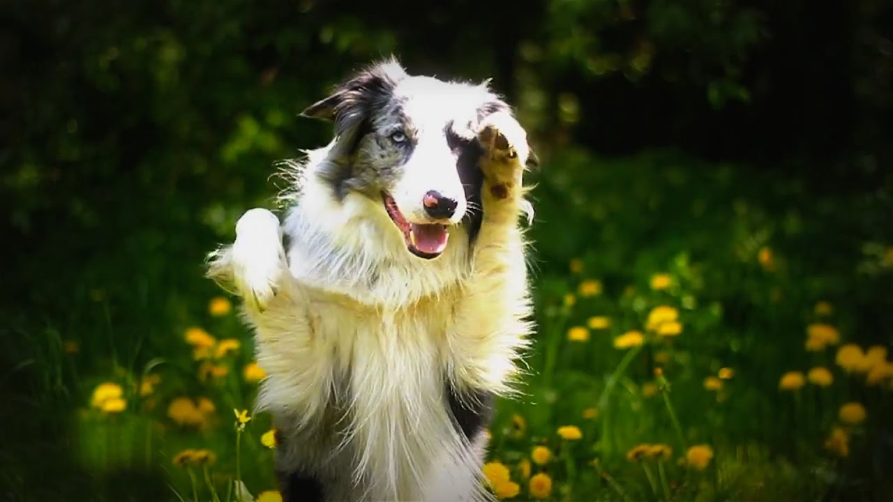 Бордер колли фаст. Порода собак - YouTube