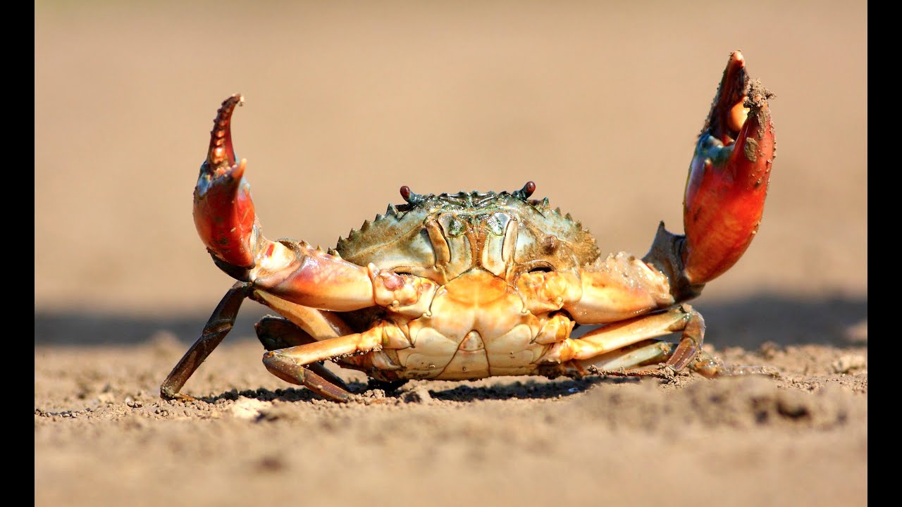 Lobsters Have Teeth In Their Stomach Unknown Facts A2Z YouTube Lobsters Have Teeth In Their Stomach Unknown Facts A2Z YouTube