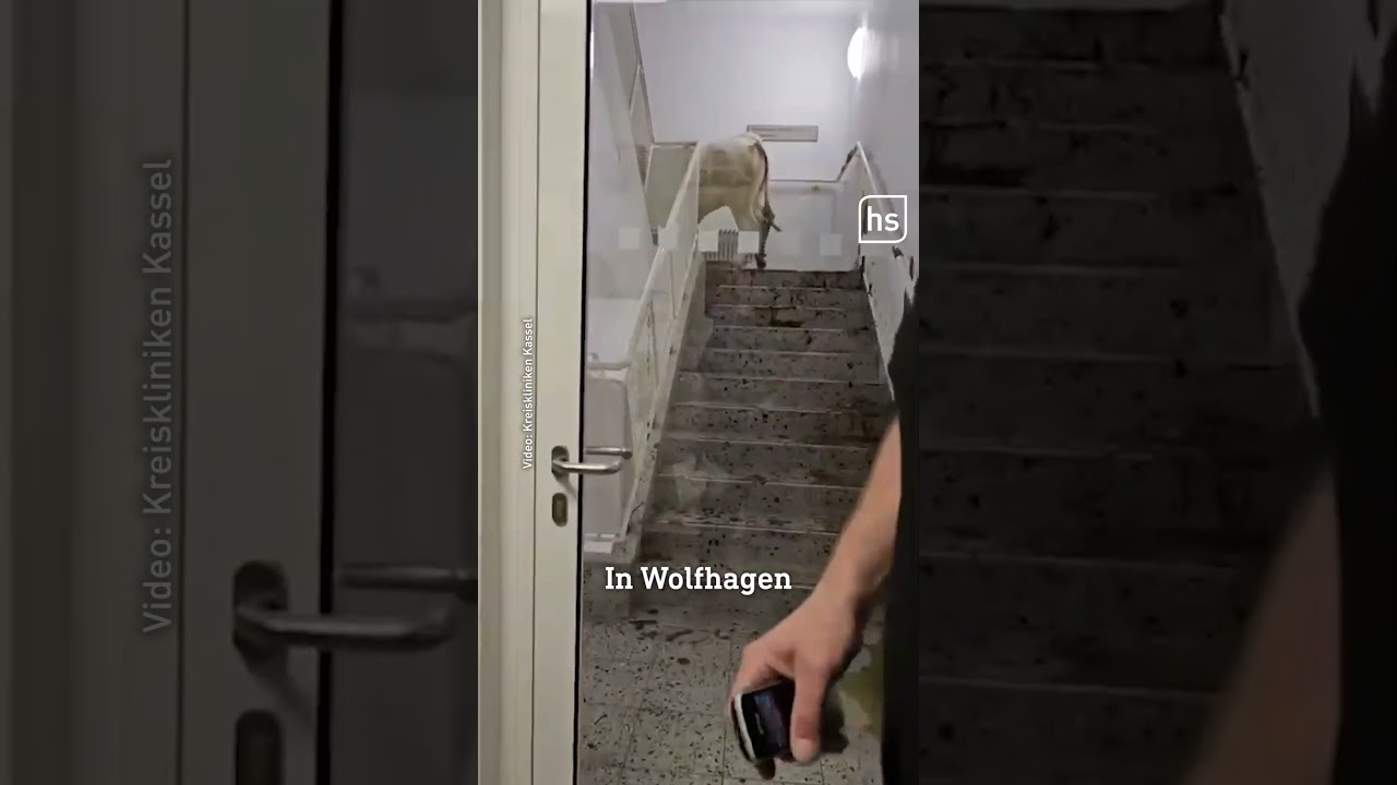 Kühe mitten im Krankenhaus 🐮