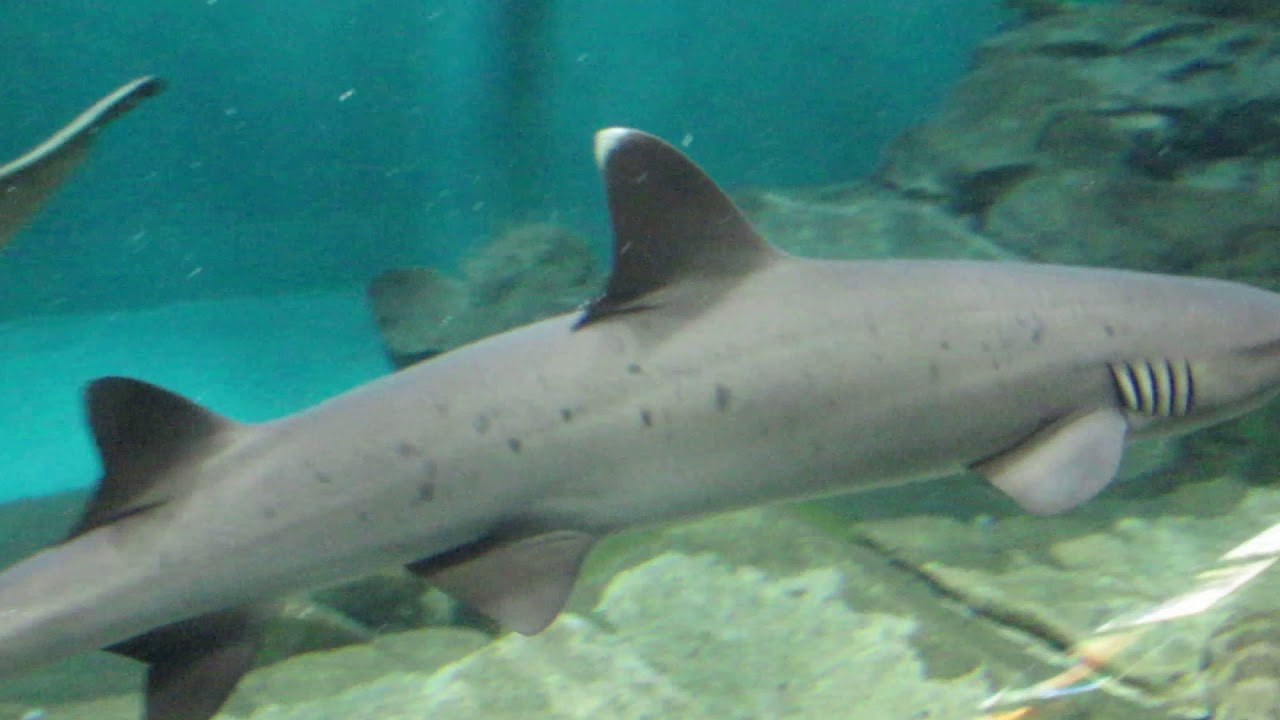 【サメ動画】世界の海水槽サメたち ＠アクアワールド大洗水族館 - YouTube