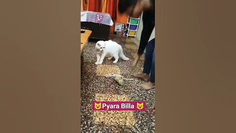 Video 11170891: persian cat pet lover, persian cat pets cute, persian cat pet animals, cute persian cat family