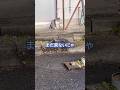 【猫動画】　まだ来ないにゃ　#猫　#地域猫　#野良猫　#shorts