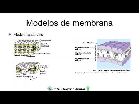 Vídeo: Qual é o modelo sanduíche da membrana celular?