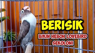 BERISIK BIKIN HEBOH LOVEBIRD SEKOLONI, LOVEBIRD NGEKEK PANJANG Fighter, PAS BUAT PANCINGAN LOVEBIRD