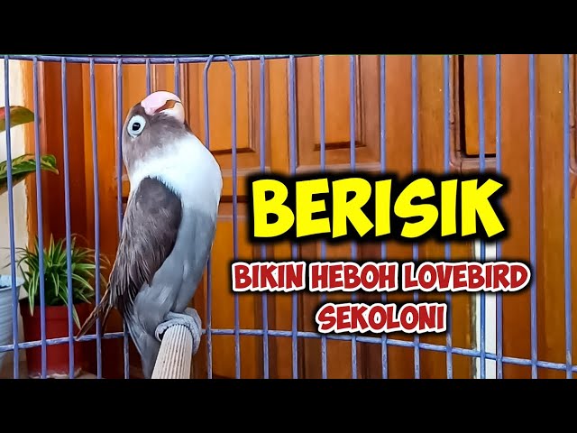 BERISIK BIKIN HEBOH LOVEBIRD SEKOLONI, LOVEBIRD NGEKEK PANJANG Fighter, PAS BUAT PANCINGAN LOVEBIRD class=
