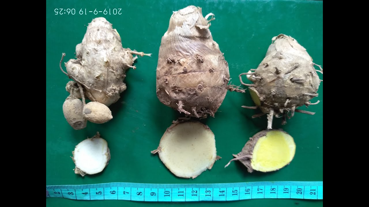 PERBEDAAN TEMU PUTIH , TEMU MANGGA, DAN KUNIR PUTIH 