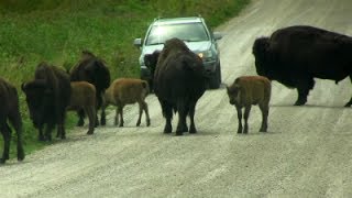 Bison Crossing With Calves, Neal Smith National Wildlife Refuge, July 2, 2017