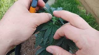 Dr Greenthumb - Outdoor grow - Jack Herer Fast - Grape Gorilla Auto - week 4 @drgreenthumb6606