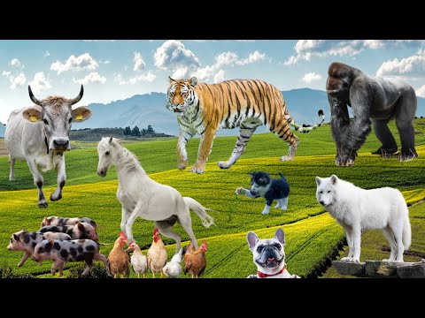Animal Sounds Adorable, Tiger, Pig, Cow, Dog, Horse, Cat, Chicken, Gorilla, Wolf, Crow, Kangaroo