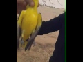 صيد صفاري