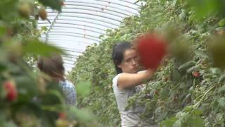 Scotland's Farming Year - Summer