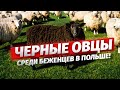Поляки в шоке! Чёрные овцы среди беженцев в Польше. Об этом нельзя молчать!