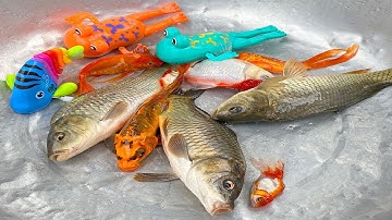 Kem Chanel ra đồng bắt cá được cá vàng, con nòng nọc, con vịt, cá chép, con trâu, con bò