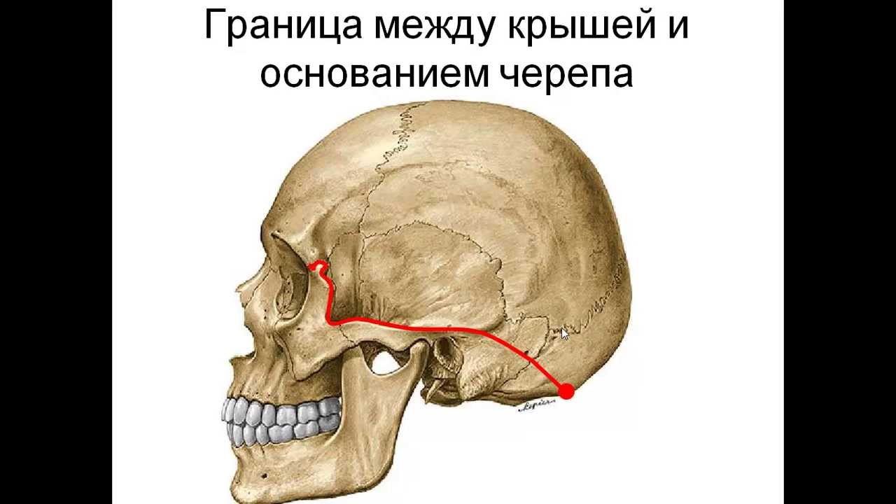 Основание Черепа Где Находится Фото У Человека