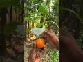 survival skills #survival #camping #outdoors #bushcraft #experiment #lifehacks #facts #ideas #shorts