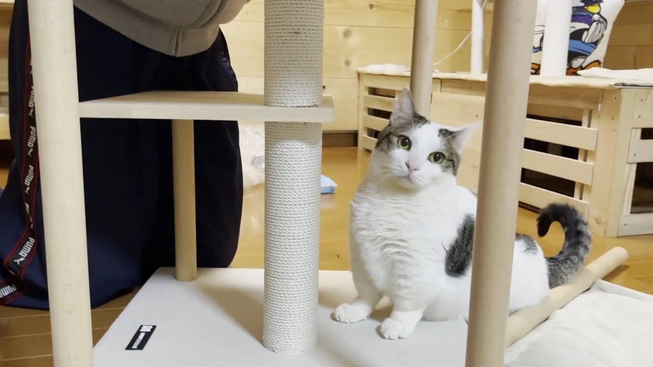 MWPO キャットタワー おしゃれ 木製 木 高級 北欧 可愛い 猫タワー