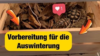 Vorbereitung Für Die Auswinterung Der Landschildkröten