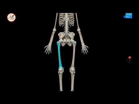 3D Anatomi Tulang : Os Femur (Tulang Paha)