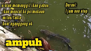 siulan pemanggil  ikan ...durasi 1jam non stop...ampuh banget..