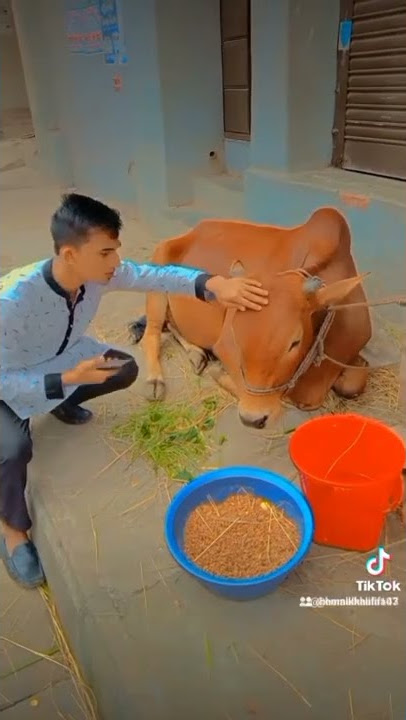 Tiktok Funny Video of Kurbanir Guru🐄🤣 |  Hemal Khalifa Viral Video |  #Hemalkhalifa