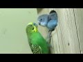 Волнистый попугайчик кормит птенца
