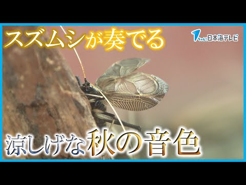 【まだ暑いですけどスズムシで涼めたら】お客さんからもらい受けたスズムシが涼しげな音色奏でる　鳥取県米子市
