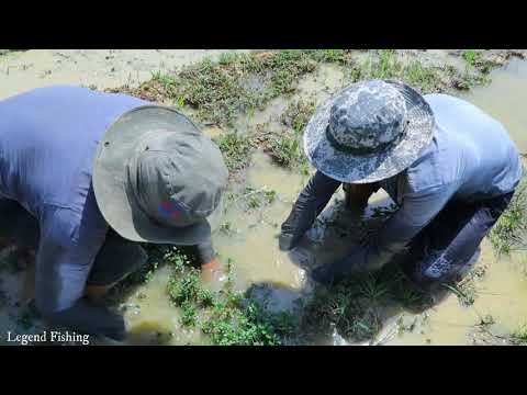 amazing-a-lot-fish-in-rice-field-on-dry-season-|-finding-fish-under-water-dry-season