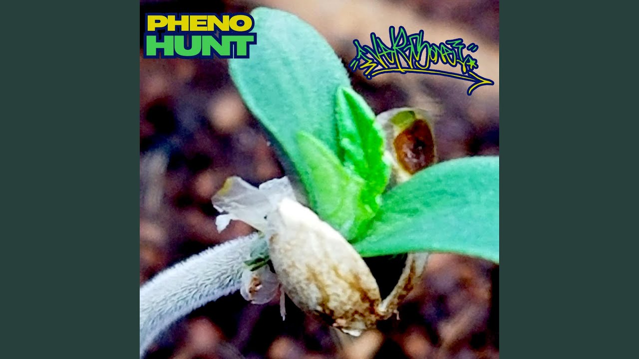 Watch Pheno Hunt on YouTube Watch Pheno Hunt on YouTube