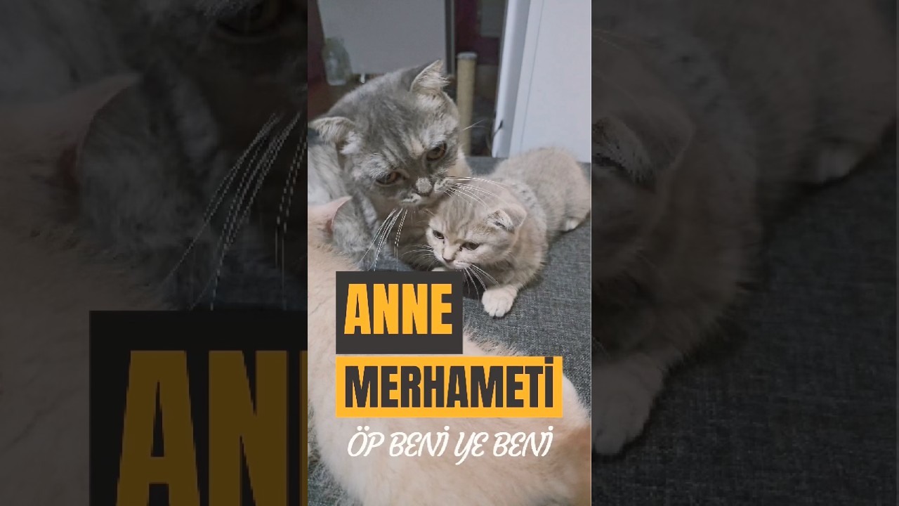 Anne Kedinin Sevgiyi Bir Tık Abarttığı O An! 😂🐾 #shorts