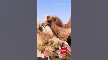 Lạc đà sống không uống nước bằng cách nào? #lạcđà #sinh tồn #sa mạc#camel #survival #desertlife