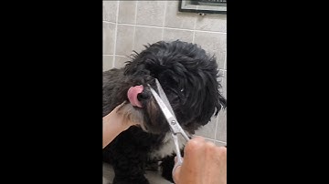 Trimming a dogs face with scissors demo, Shih-Tzu