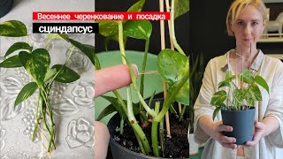 Размножение сциндапсуса весной, результат за полтора месяца🌿