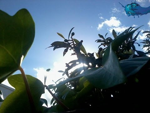 Yallah A Mami Inu Anassara Rif Music 2014