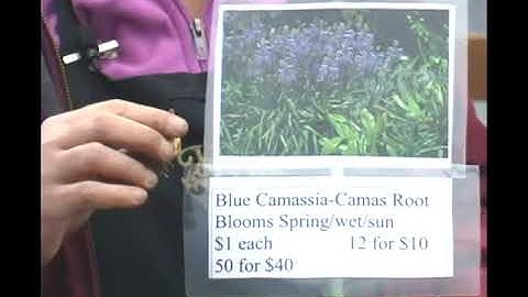How to Pick Camassia Bulbs