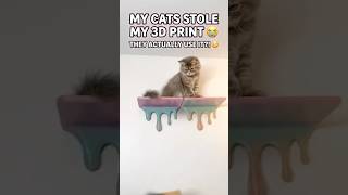 I 3D Printed a Wall Shelf… Then My Cats Claimed It 😭