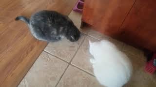 Training cats to jump with the upside down Italian method by stepseven 1,144 views 3 years ago 1 minute, 51 seconds