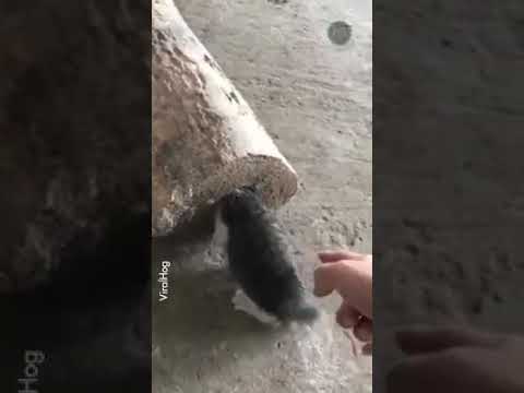 قط محشور