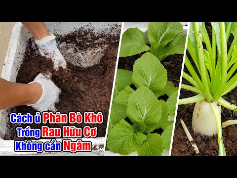 Video: Ủ Phân Bò: Sử Dụng Phân Bò Trong Vườn